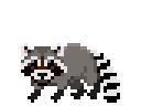 Енот